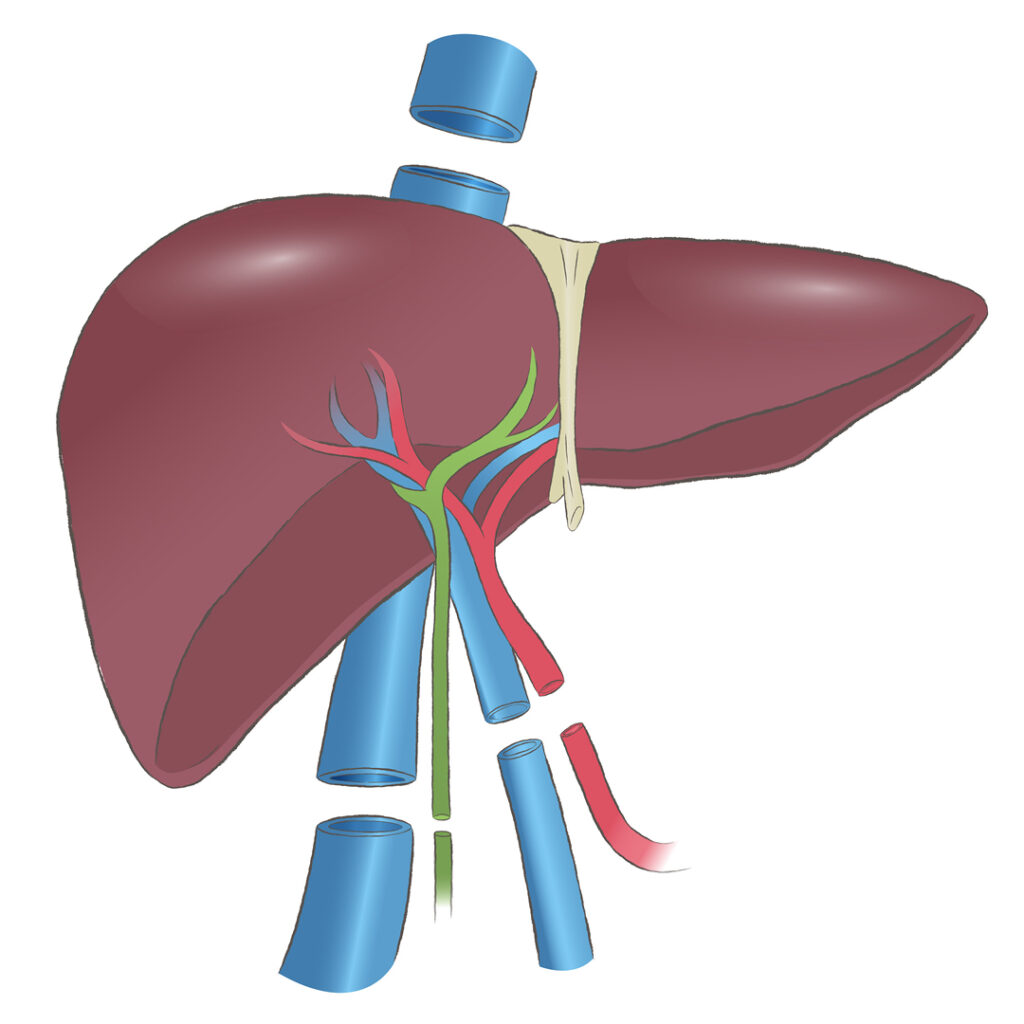 Best liver transplant surgeon india 